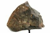 Fossil Sauropod Vertebra Section with Metal Stand - Colorado #363658-3